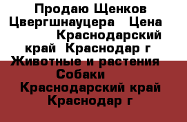 Продаю Щенков Цвергшнауцера › Цена ­ 2 000 - Краснодарский край, Краснодар г. Животные и растения » Собаки   . Краснодарский край,Краснодар г.